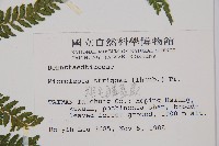 粗毛鱗蓋蕨藏品圖，第2張