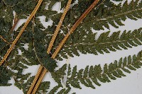 粗毛鱗蓋蕨藏品圖，第3張