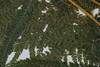 粗毛鱗蓋蕨藏品圖，第4張