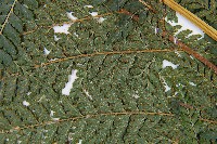 粗毛鱗蓋蕨藏品圖，第5張