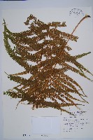 粗毛鱗蓋蕨藏品圖，第1張