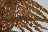 粗毛鱗蓋蕨藏品圖，第3張