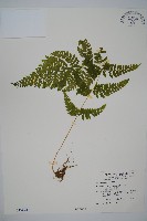 嫩鱗蓋蕨藏品圖，第1張