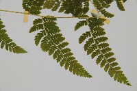 嫩鱗蓋蕨藏品圖，第3張