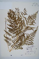 蕨藏品圖，第1張