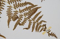 蕨藏品圖，第3張