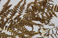 蕨藏品圖，第4張