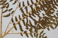 蕨藏品圖，第5張