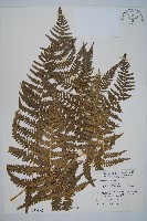 蕨藏品圖，第1張
