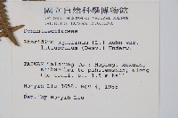 蕨藏品圖，第2張