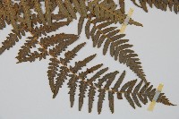 蕨藏品圖，第3張