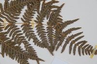 蕨藏品圖，第4張
