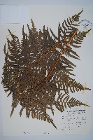 蕨藏品圖，第1張