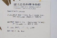 蕨藏品圖，第2張