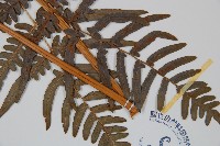 蕨藏品圖，第3張