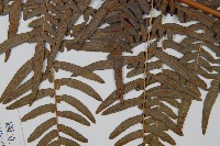 蕨藏品圖，第4張