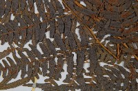 蕨藏品圖，第5張