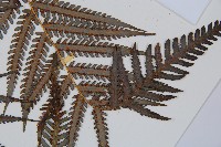 金狗毛蕨藏品圖，第4張