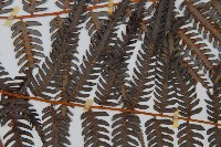 金狗毛蕨藏品圖，第5張