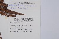 臺灣金狗毛蕨藏品圖，第2張