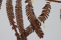 臺灣金狗毛蕨藏品圖，第3張