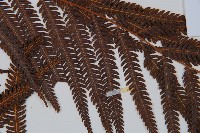 臺灣金狗毛蕨藏品圖，第4張