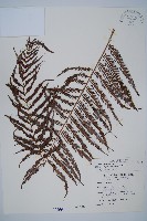 臺灣金狗毛蕨藏品圖，第1張