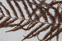 臺灣金狗毛蕨藏品圖，第5張