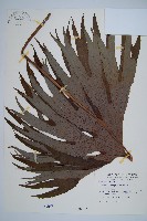 雙扇蕨藏品圖，第1張