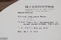雙扇蕨藏品圖，第2張