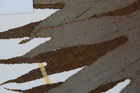 雙扇蕨藏品圖，第5張