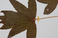 雙扇蕨藏品圖，第4張