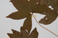 雙扇蕨藏品圖，第5張