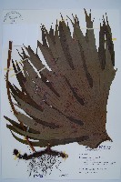 雙扇蕨藏品圖，第1張