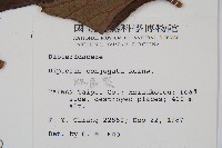 雙扇蕨藏品圖，第2張