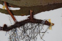 雙扇蕨藏品圖，第3張