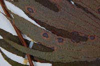 雙扇蕨藏品圖，第4張