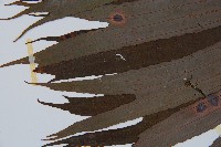 雙扇蕨藏品圖，第5張