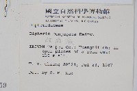 雙扇蕨藏品圖，第5張