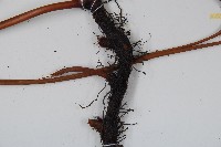 雙扇蕨藏品圖，第6張