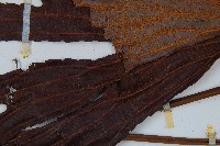 雙扇蕨藏品圖，第7張