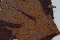 雙扇蕨藏品圖，第8張