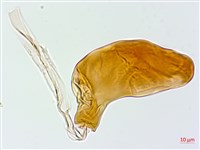 雙扇蕨藏品圖，第2張