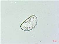 雙扇蕨藏品圖，第3張