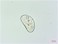 雙扇蕨藏品圖，第4張