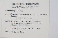 翅柄假膜蕨藏品圖，第2張