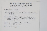 團扇蕨藏品圖，第2張