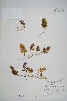 蕗蕨藏品圖，第1張