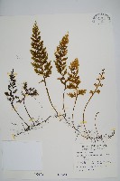 蕗蕨藏品圖，第1張