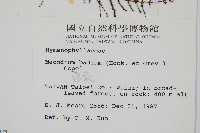 蕗蕨藏品圖，第2張